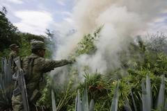 Foto: Jak se v Mexiku likviduje 40 hektarové pole marihuany