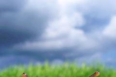 Fotogalerie: Když šneci vydělávají peníze