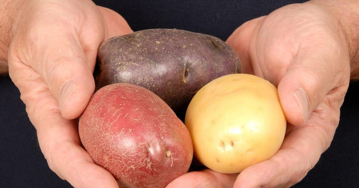 Kvíz: Erteple nebo hnojokydy? Tenhle bramborový kvíz prověří každého Čecha