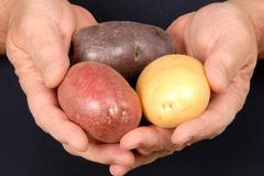 Brambory v rukou - ilustrační foto