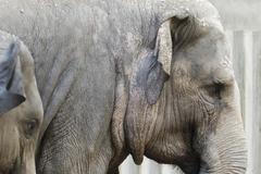 První slůně v pražské zoo