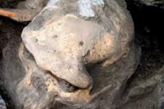 Lebka stará 1,8 let