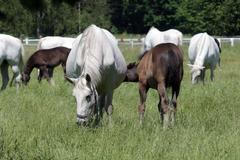 Favory Alta, hřebec pro prince