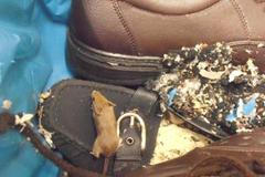 Myš v Penny Marketu