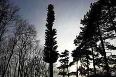 Fotogalerie: Jak zkrášlit ošklivé telekomunikační vysílače