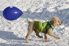 Jizerská 50 2013: pes