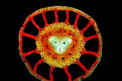 Fotogalerie: Výstava "Věda je krásná"