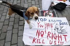 Pes - protest - demonstrace - Praha - Rumunsko