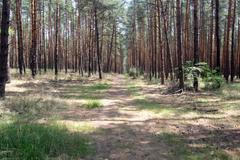 Spálený les u Bzence