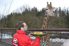 Petr Čech krmí žirafu Dina