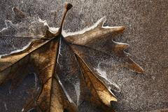 Foto: Zima je tu. Nechte se očarovat jejími krásami. /// Ilustrační snímek ///