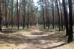 Spálený les u Bzence