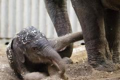 První slůně v pražské zoo