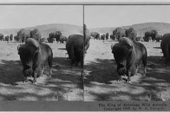 8/12| Fotogalerie: Dali jsme starým fotografiím novou hloubku. Podívejte se. / 3c26631u