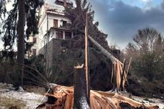 Pád stromu ve Velkých Losinách