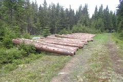 Chemií proti kůrovci