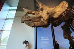 Triceratops / kostra