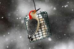 Zvířecí říše v zimě 2012