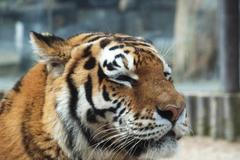 Zoo Dvůr Králové - tygřice Nina