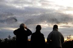 Fotogalerie: Když na obloze kouzlí hejna špačků