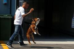 Formule 1, GP Itálie 2013: Lewis Hamilton a pes Roscoe