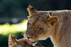 Nejlepší snímky Reuters na pomoc dětem - série Zvířata, příroda, panorama