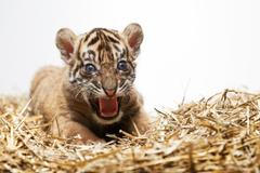 Zoo Praha - Tygr sumaterský