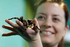 Zvířata v zoo - pavouk