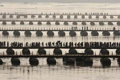 Fotogalerie: Pitcher festival v Indii