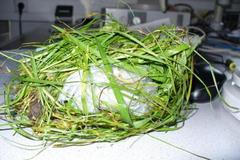 Český pervitin v Německu