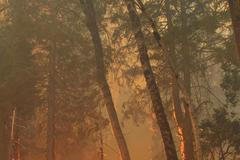 Požár požírá Yosemitský národní park