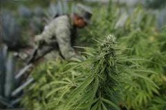 Foto: Jak se v Mexiku likviduje 40 hektarové pole marihuany