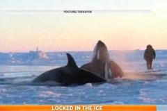 Video: V Hudsonské zátoce uvízly pod ledem kosatky
