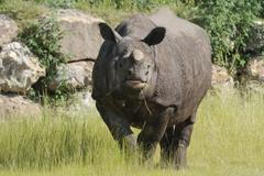 Zoo Plzeň - nosorožec