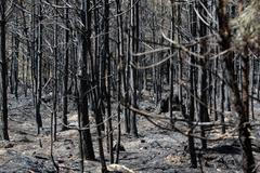 Spálený les u Bzence