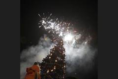 Vánoční strom - Sofia