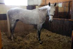 Favory Alta, hřebec pro prince