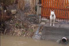 Pes: Tak jak to vypadá na Chrudimce?