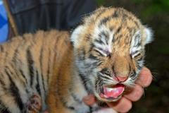 Mláďata tygra ve zlínské zoo