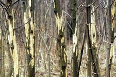 Krušnohorské lesy poškozené zvěří