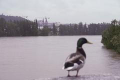 Fotogalerie: Povodeň v Holešovicích a v Libni