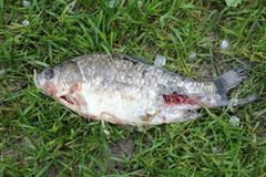 Záběhlice po povodni