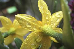 Rozkvétající narcis