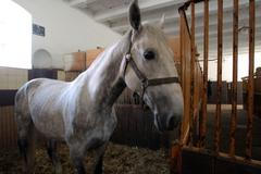 Favory Alta, hřebec pro prince