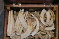 Slonovina - ilustrační snímek