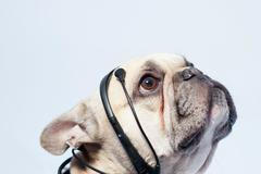 VIDEO Vědci zjistili, jak mluvit se psy