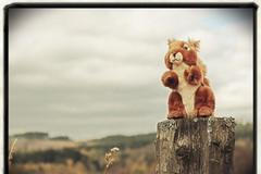 Plyšáci na Šumavě