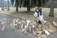 VIDEO Přemnožení králíci na japonském ostrově