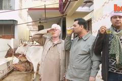 Indové pijí kravskou moč