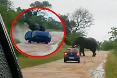 Slon napadl auto britských turistů. Skončili v nemocnici